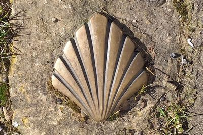 Chemin de Saint-Jacques-de-Compostelle