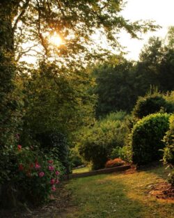 L'Orée du Bois - Chambres d'hôtes à Martué (Florenville) - Jardin boisé