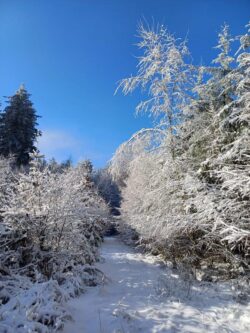L'Orée du Bois - Chambres d'hôtes à Martué (Florenville) - Arbres enneigés et ciel bleu